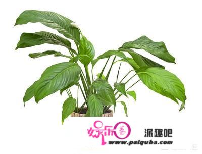 观赏植物绿巨人经常烂叶是怎么回事？应该怎样防治？