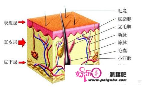 芳华电影原型58岁的杨慧为什么青春永驻，像是28岁都不为过的年龄状态？