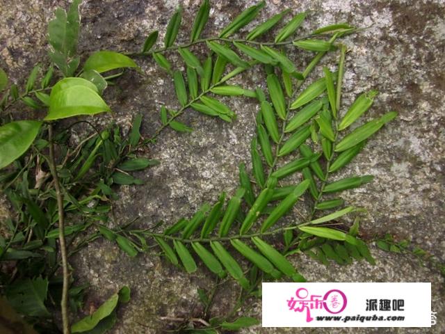 农村常见的“蜈蚣藤”是什么植物？有什么作用？