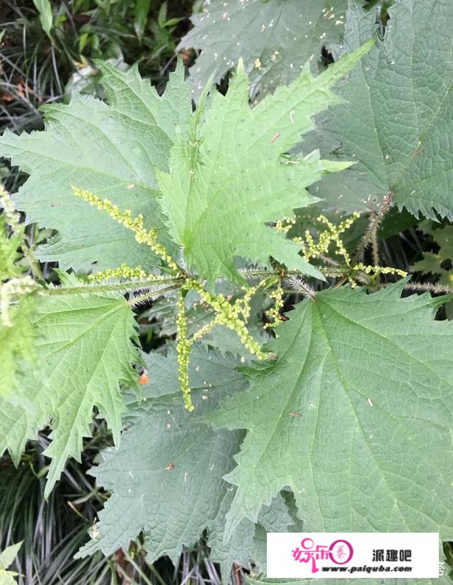 原来农村有一种植物叫荨麻，碰过它的人还会有记忆吗？知道有什么用途吗？