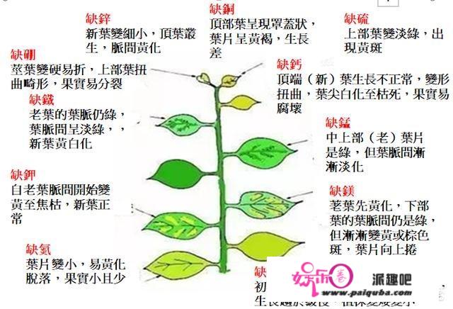 炼金术师布兰德收集6吨尿液，打算提取黄金，最后发现了什么？