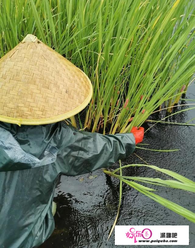 福寿螺入侵我国不到50年，但农民已叫苦连天，它是何方神圣？