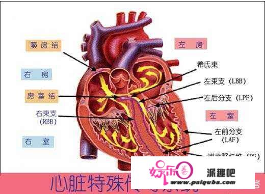 心率100，正常吗？