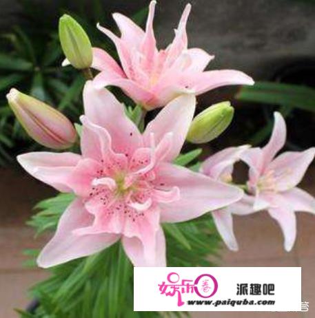 百合花不催芽直接种可以吗？如何种植？