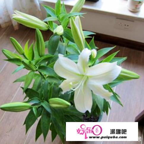 百合花不催芽直接种可以吗？如何种植？