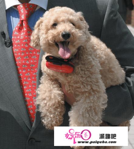 除了忠犬八公，还有哪些好看的宠物电影可以推荐？