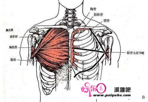 男人做俯卧撑对身体有好处吗？