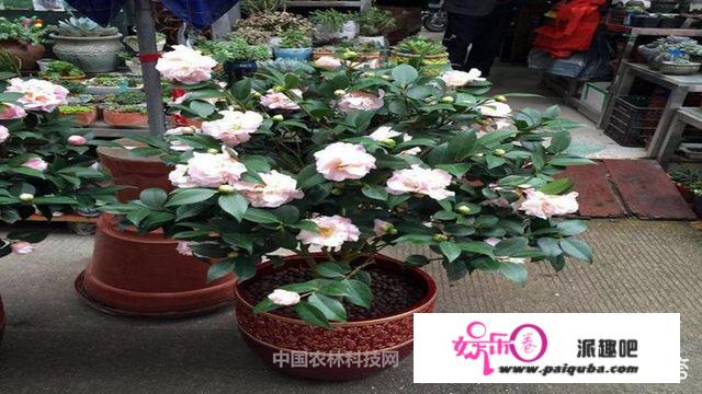 盆栽茶花怎么养？