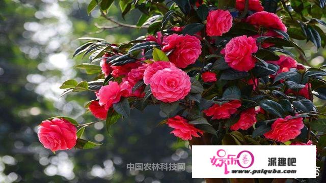 盆栽茶花怎么养？