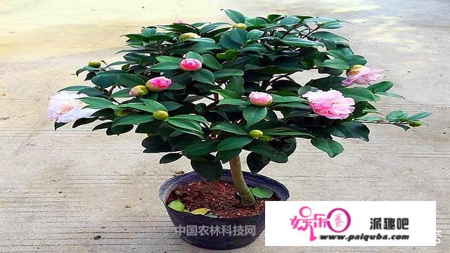 盆栽茶花怎么养？