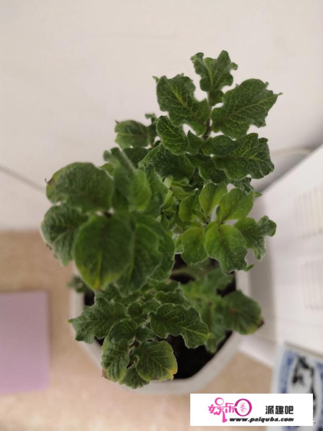 你是植物杀手吗？