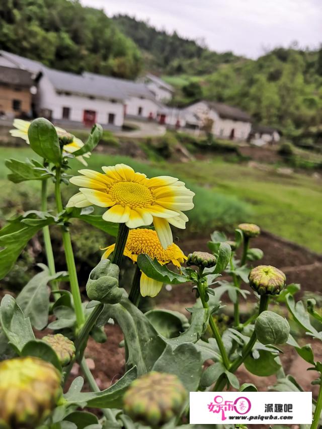 你是植物杀手吗？