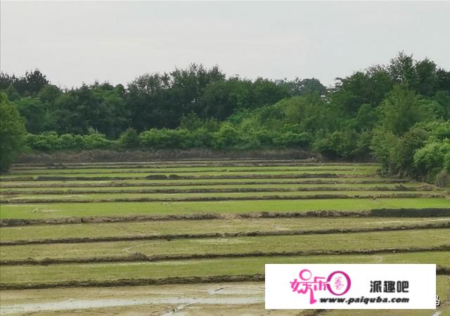 水稻开花能不能下地拨草？