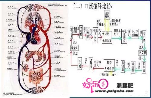 静脉曲张是由什么原因造成的？