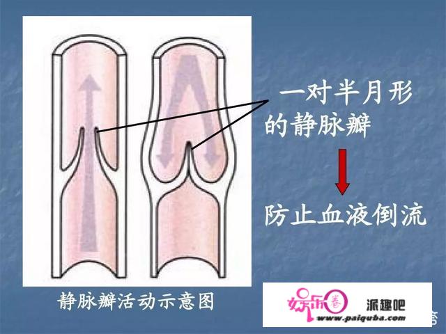 静脉曲张是由什么原因造成的？