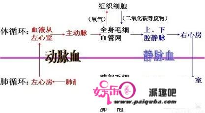 静脉曲张是由什么原因造成的？