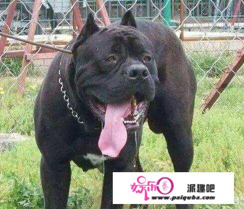 比特犬和蜜獾PK一下会怎么样？