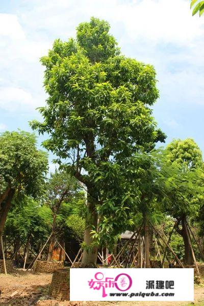 如何形容夏天的味道？或许是记忆中的花香