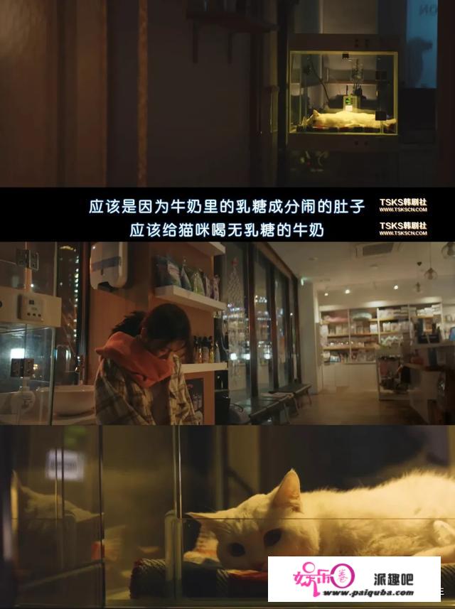 一觉醒来，被窝里的猫变成大帅哥！