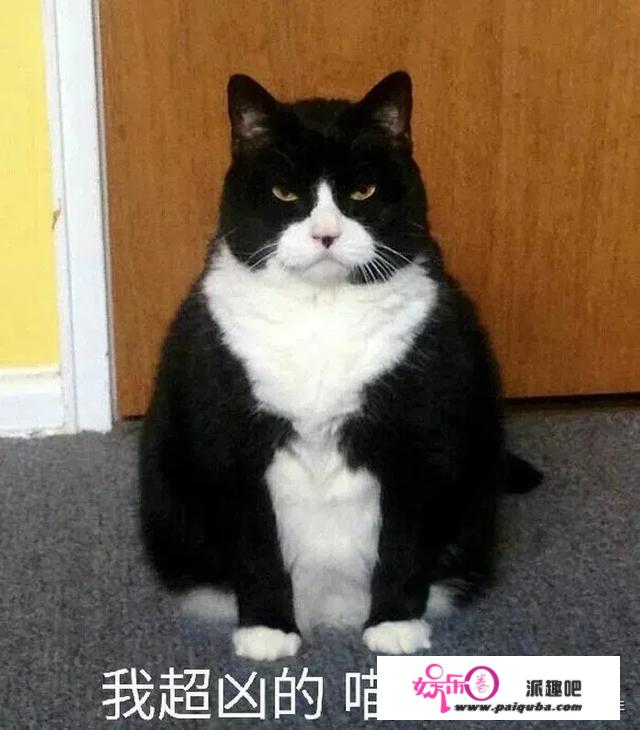 一觉醒来，被窝里的猫变成大帅哥！