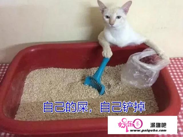 一觉醒来，被窝里的猫变成大帅哥！