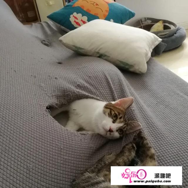 一觉醒来，被窝里的猫变成大帅哥！