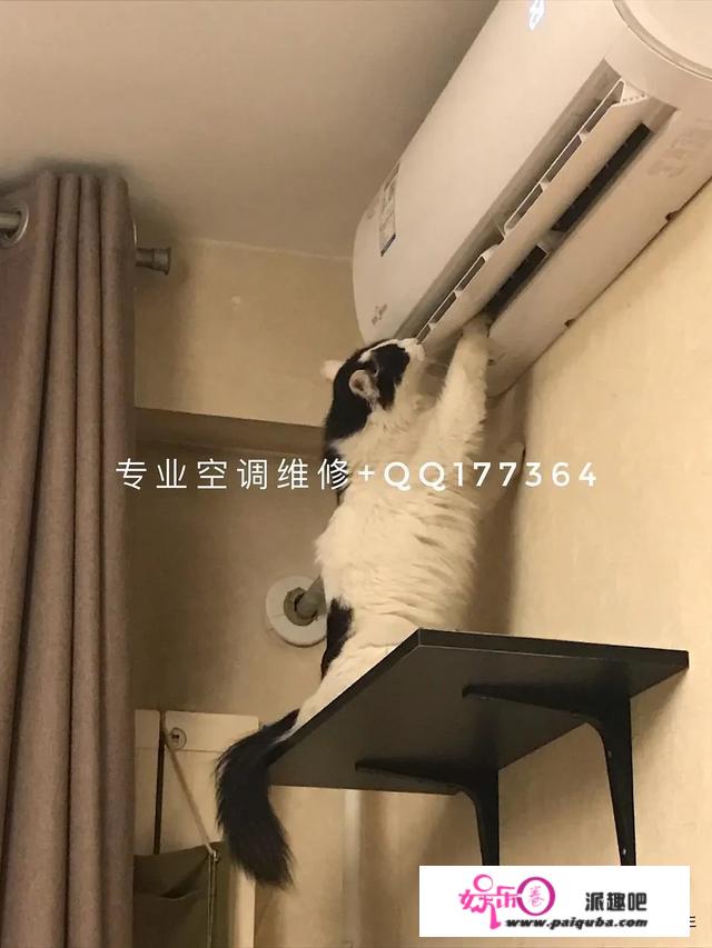 一觉醒来，被窝里的猫变成大帅哥！