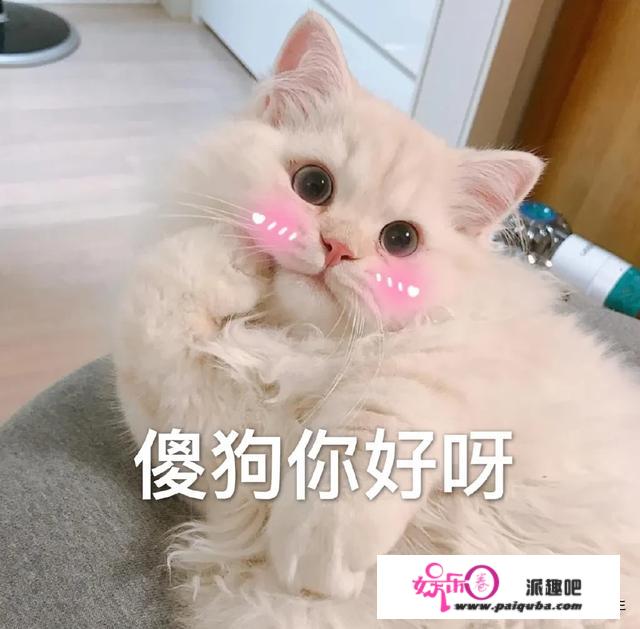 一觉醒来，被窝里的猫变成大帅哥！