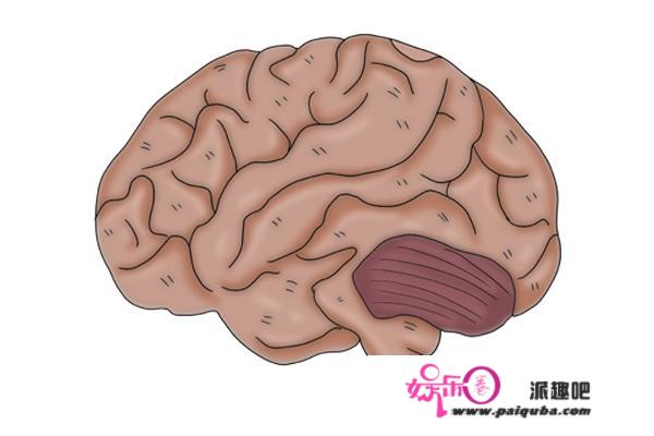 为何人会做梦？科学家通过实验发现：做梦期间，大脑排毒速度加快