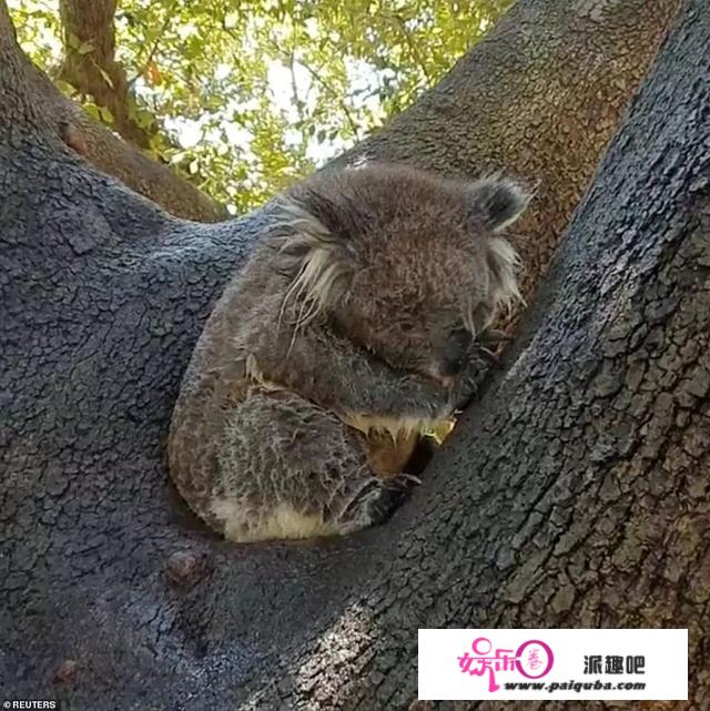 冷的冷死，热的热死！欧洲各种大雪崩，澳洲温度飙到50度！