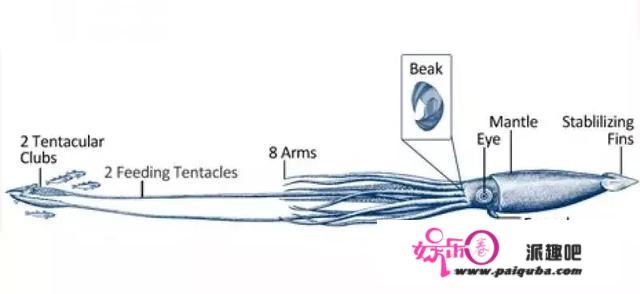 绞杀抹香鲸的北海巨妖“克拉肯”的原型：大王乌贼究竟有多大？