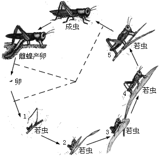 俗话说：蝗虫过境，寸草不生