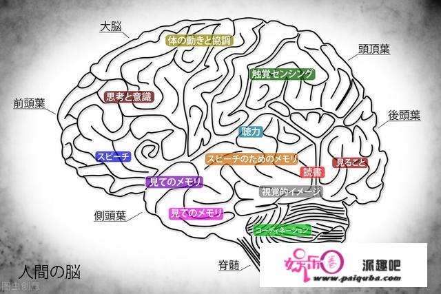 大脑是宇宙中最复杂的东西，它是如何被进化出来，和如何工作的？