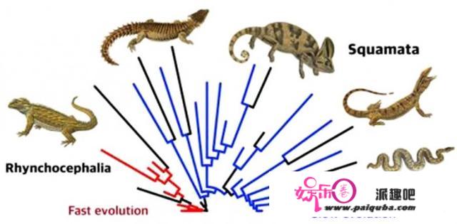 科学家发现快速进化的物种更容易灭绝