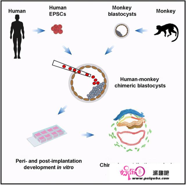 「人猿星球」走向现实？全球首个人猴「杂交」胚胎存活近20天