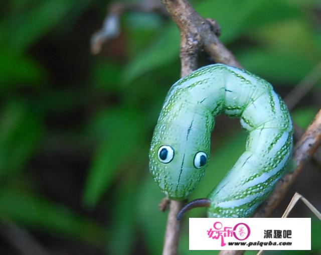 《进化危机》史前两栖类-狗鳄 智慧生物之祖 首批登陆的脊椎动物