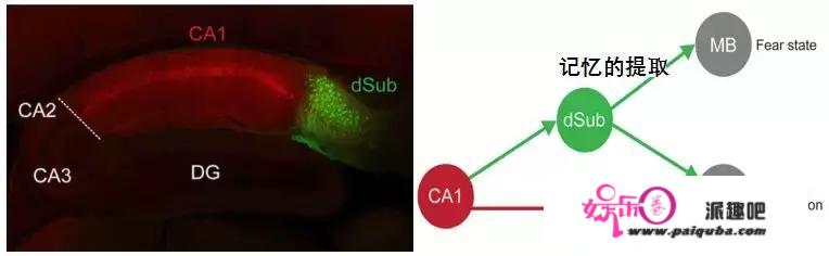 Cell经典回顾｜海马下托在记忆的形成与提取中扮演重要角色