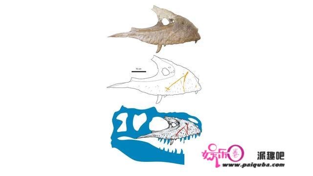 科学家揭示霸王龙的主要打斗方式：咬脸