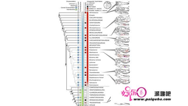 科学家揭示霸王龙的主要打斗方式：咬脸