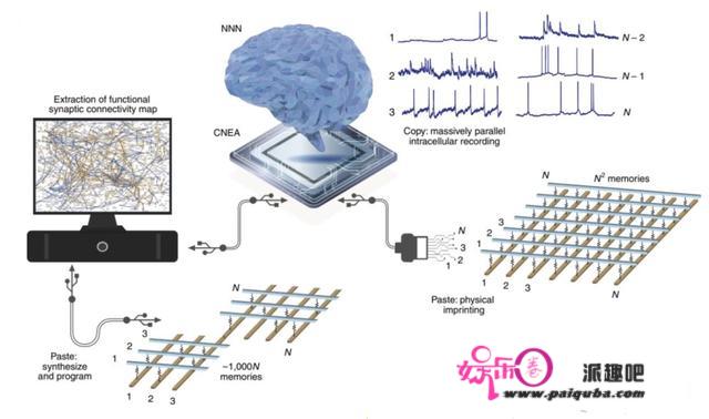 类脑芯片怎么搞？三星&哈佛：直接复制粘贴神经元 | Nature子刊