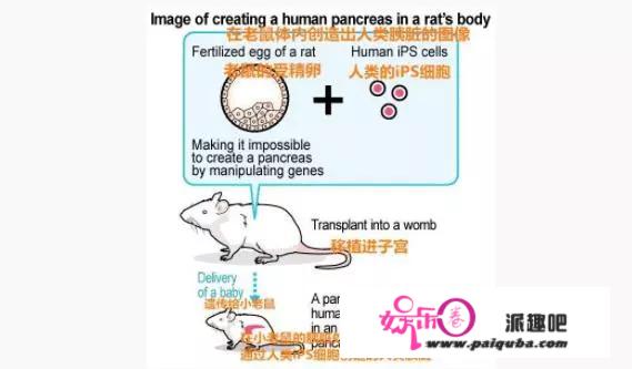 本正式批准“人兽杂交”实验，有何目的？科学家：为了人类好