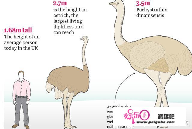 3.5米高！古生物学家发现北半球第一巨鸟