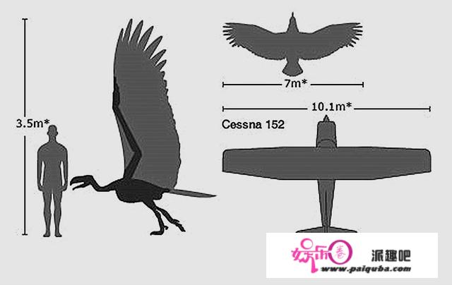 体重70公斤，翼展7米的史前巨鹰，能不能飞成了争论焦点