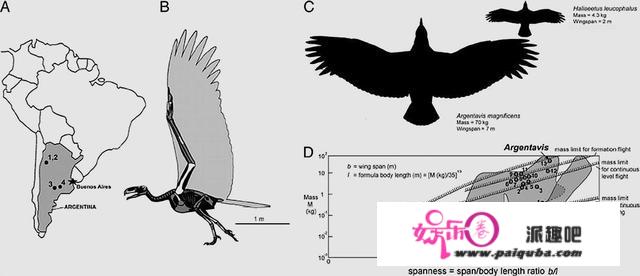 体重70公斤，翼展7米的史前巨鹰，能不能飞成了争论焦点