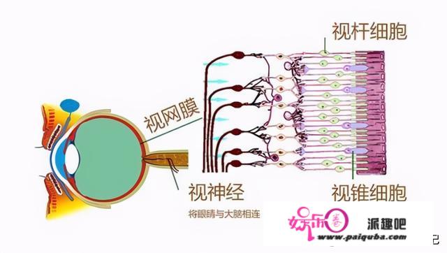 性命之谜（三）光耀众生：神的眼睛有什么秘密，人如何向其挑战？