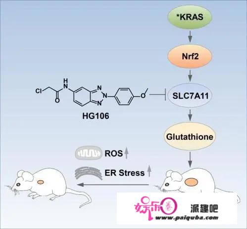 精准医疗！华东师大研究揭示KRAS突变肺腺癌的代谢特征