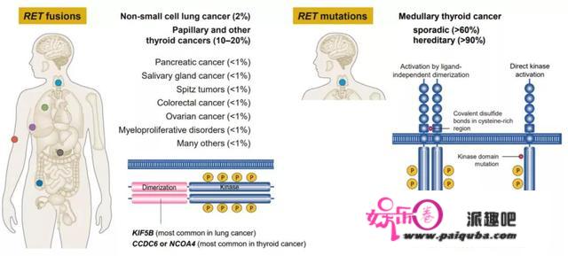 2021，四款“不限癌种”的新药为RET基因融合带来春天​