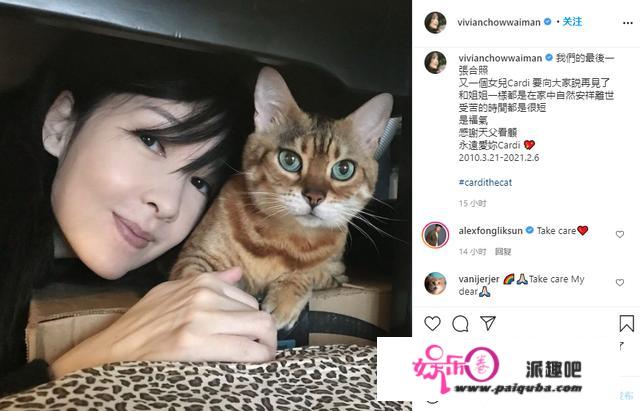 周慧敏一个月痛失两只爱猫，结婚多年不生孩子，视宠物为亲生儿女