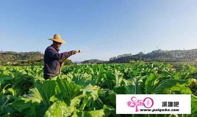 这棵“菜”值两亿元！增城小楼镇迟菜心上市，你被甜到了吗