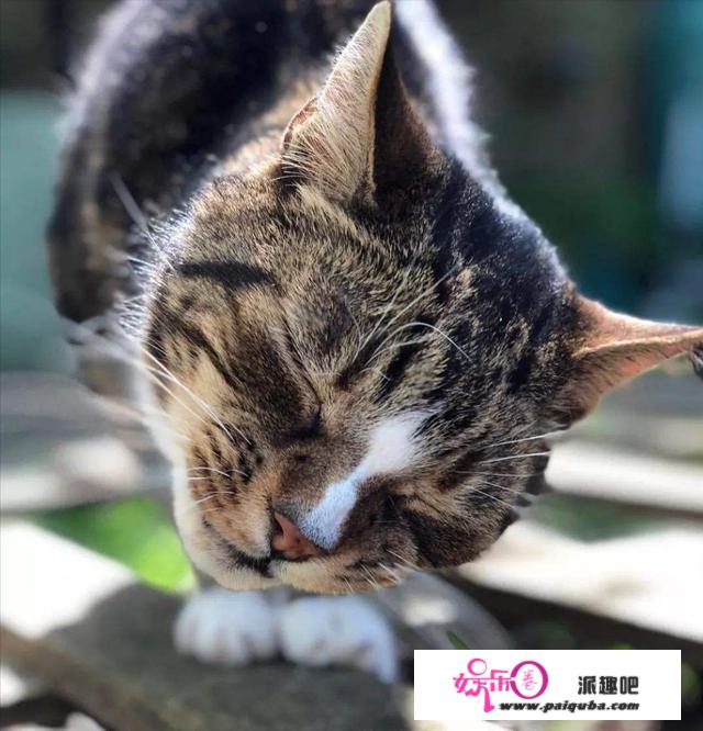 猫咪“临死前”城市做那几件事，它是在跟你辞别，你做好筹办了吗